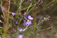 Comesperma