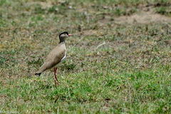 Vanellus coronatus