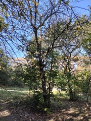Pyrus