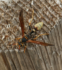Mischocyttarus navajo