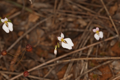 Levenhookia pauciflora
