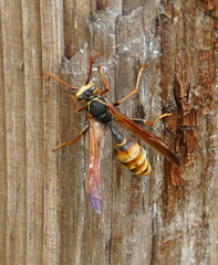 Mischocyttarus navajo