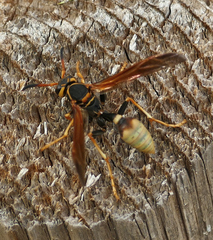 Mischocyttarus navajo