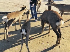 Cervus nippon centralis