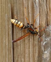 Mischocyttarus navajo