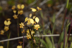 Diuris brachyscapa