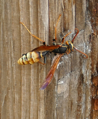 Mischocyttarus navajo