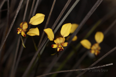 Diuris brachyscapa