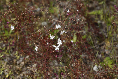 Drosera graniticola