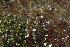 Drosera graniticola
