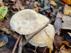 Clitocybe phyllophila