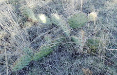 Opuntia gilvescens