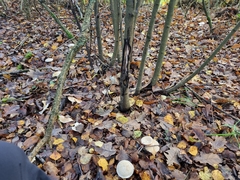 Clitocybe phyllophila