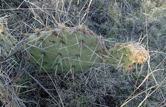 Opuntia gilvescens