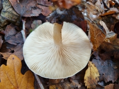 Clitocybe phyllophila