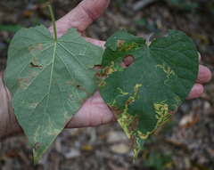 Ipomoea obscura