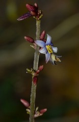 Dianella