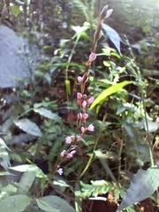 Persicaria posumbu