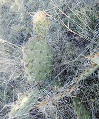 Opuntia gilvescens