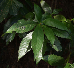 Macaranga subdentata