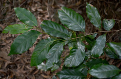 Cryptocarya vulgaris