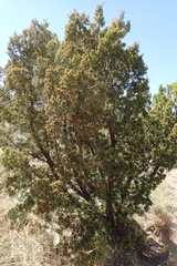 Juniperus pinchotii