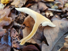 Clitocybe phyllophila