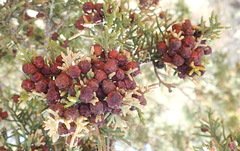 Juniperus pinchotii
