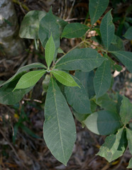 Alstonia muelleriana