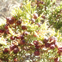 Juniperus pinchotii