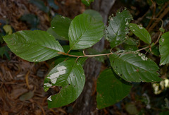 Argophyllum curtum