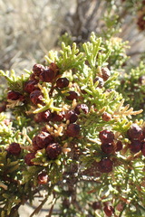 Juniperus pinchotii