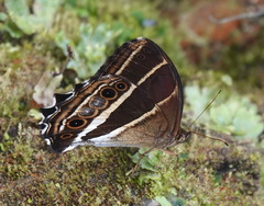 Parataygetis albinotata