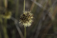 Mesomelaena pseudostygia