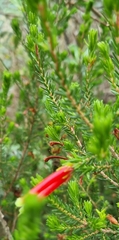 Erica discolor