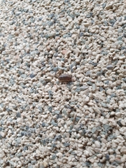 Armadillidium versicolor
