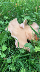 Clitocybe brunneocephala