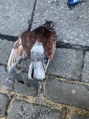 Columba livia domestica