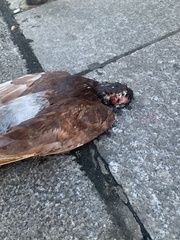 Columba livia domestica