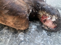 Columba livia domestica