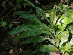 Leptochilus wrightii