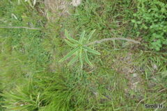 Solanum glaucophyllum