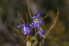 Stypandra glauca