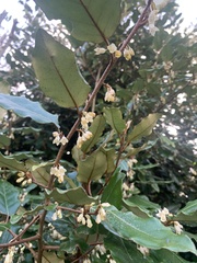 Oleaceae