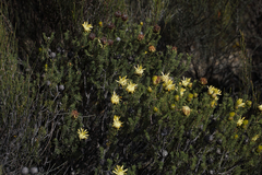 Petrophile ericifolia