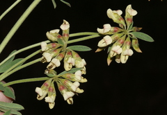 Lotus discolor