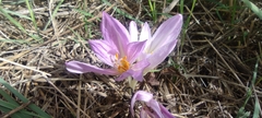 Colchicum lusitanum
