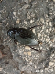 Hydrophilus piceus