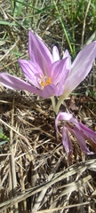 Colchicum lusitanum