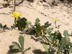 Launaea sarmentosa